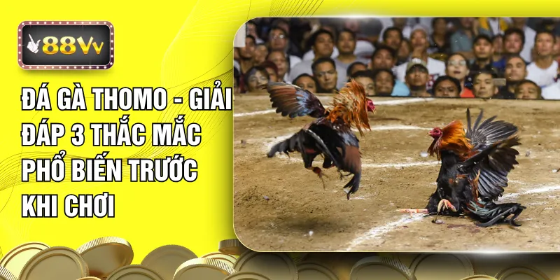 Đá Gà Thomo - Giải Đáp 3 Thắc Mắc Phổ Biến Trước Khi Chơi