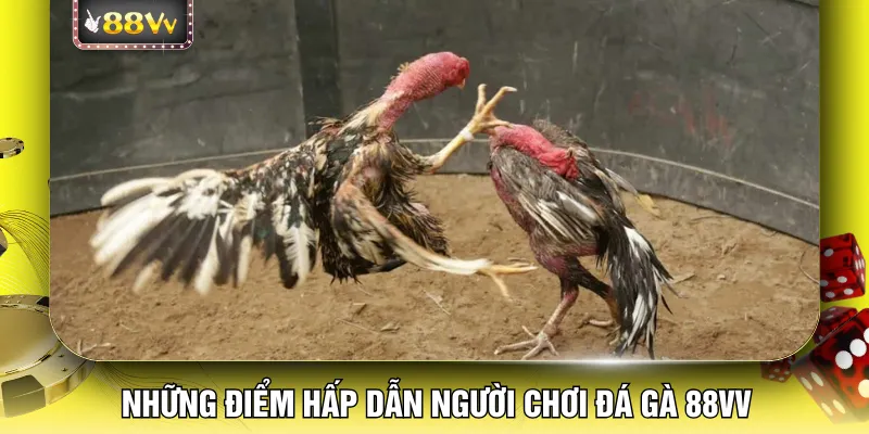 Những điểm hấp dẫn người chơi đá gà 88VV