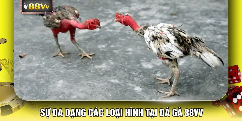 Sự đa dạng các loại hình tại đá gà 88VV