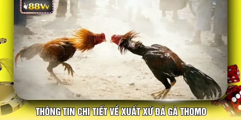 Thông tin chi tiết về xuất xứ đá gà thomo